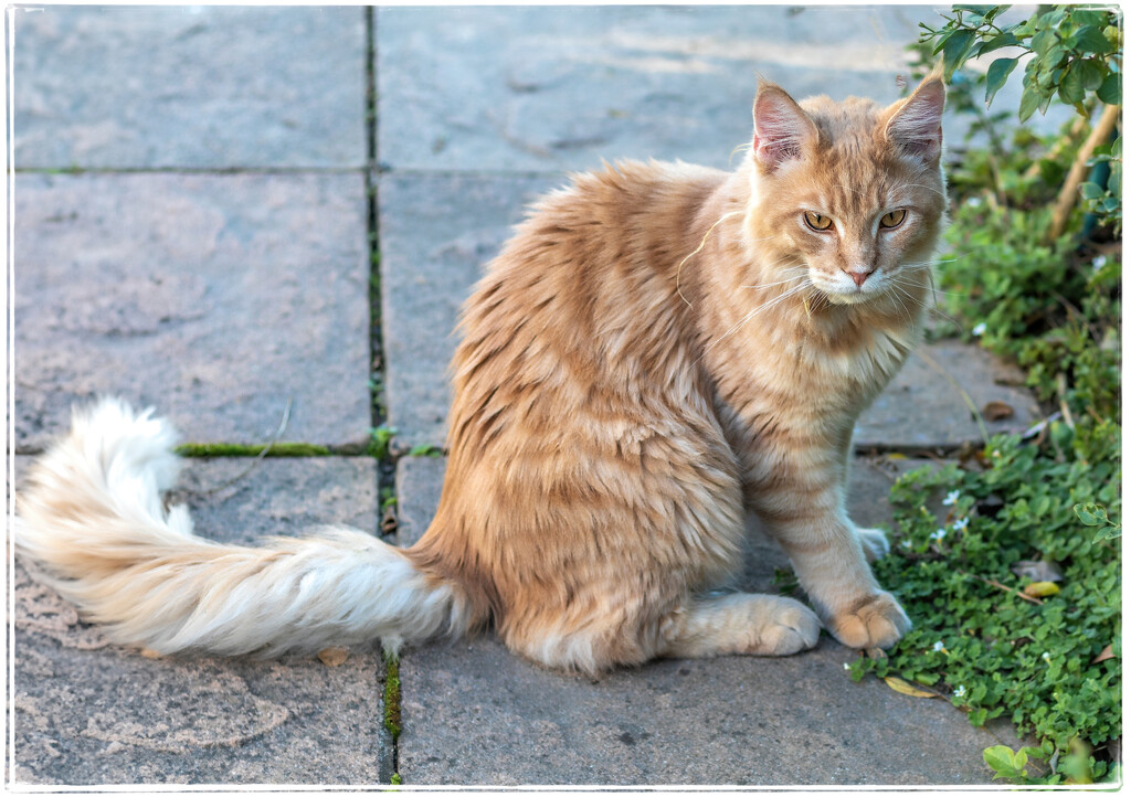 A lovely visitor in our front garden by ludwigsdiana