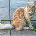 A lovely visitor in our front garden by ludwigsdiana