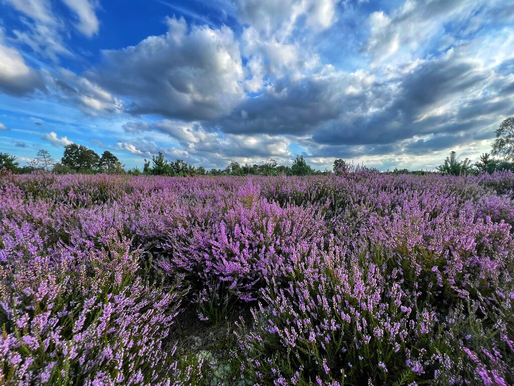 Heathland by mattjcuk