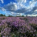 Heathland by mattjcuk