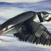 Puffin (painting) by stuart46