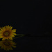 Sunflower by 30pics4jackiesdiamond