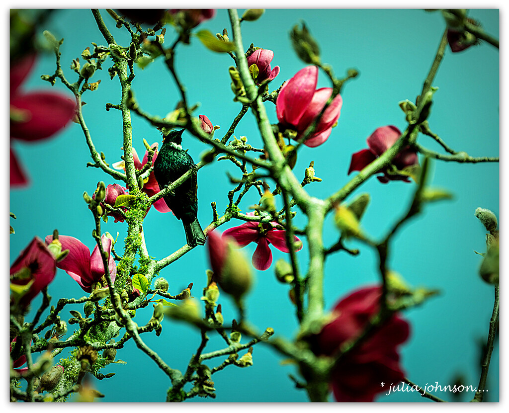 Tui on The Vulcan Branches.. by julzmaioro