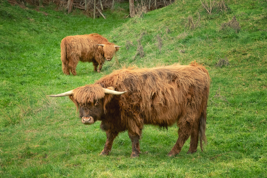 A Coo or Two by helenw2