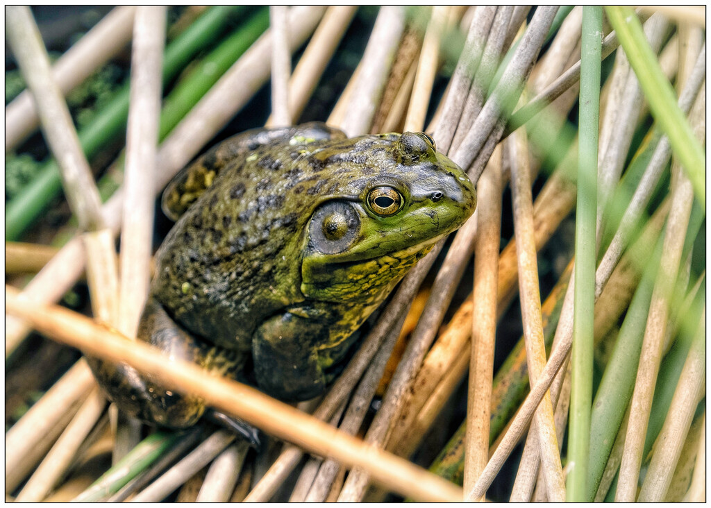 Froggie in the Reeds by aikiuser