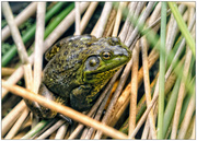 5th Aug 2024 - Froggie in the Reeds