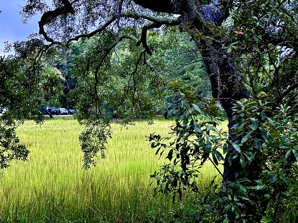 Marsh landscape by congaree