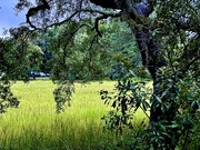 6th Aug 2024 - Marsh landscape