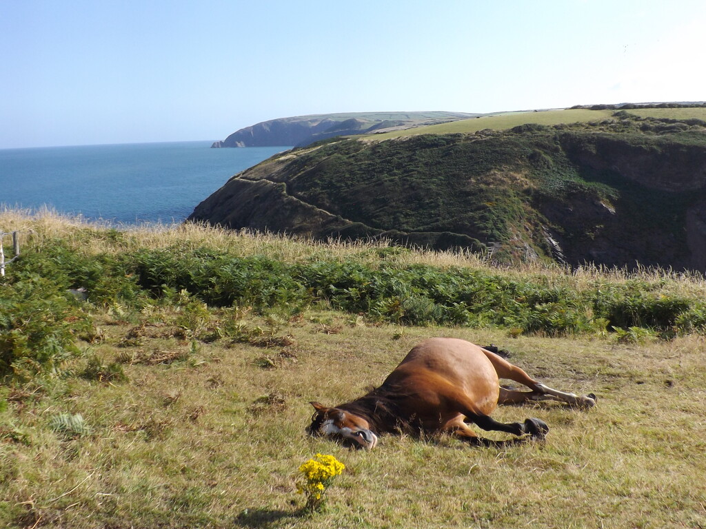 Sunbathing by ajisaac