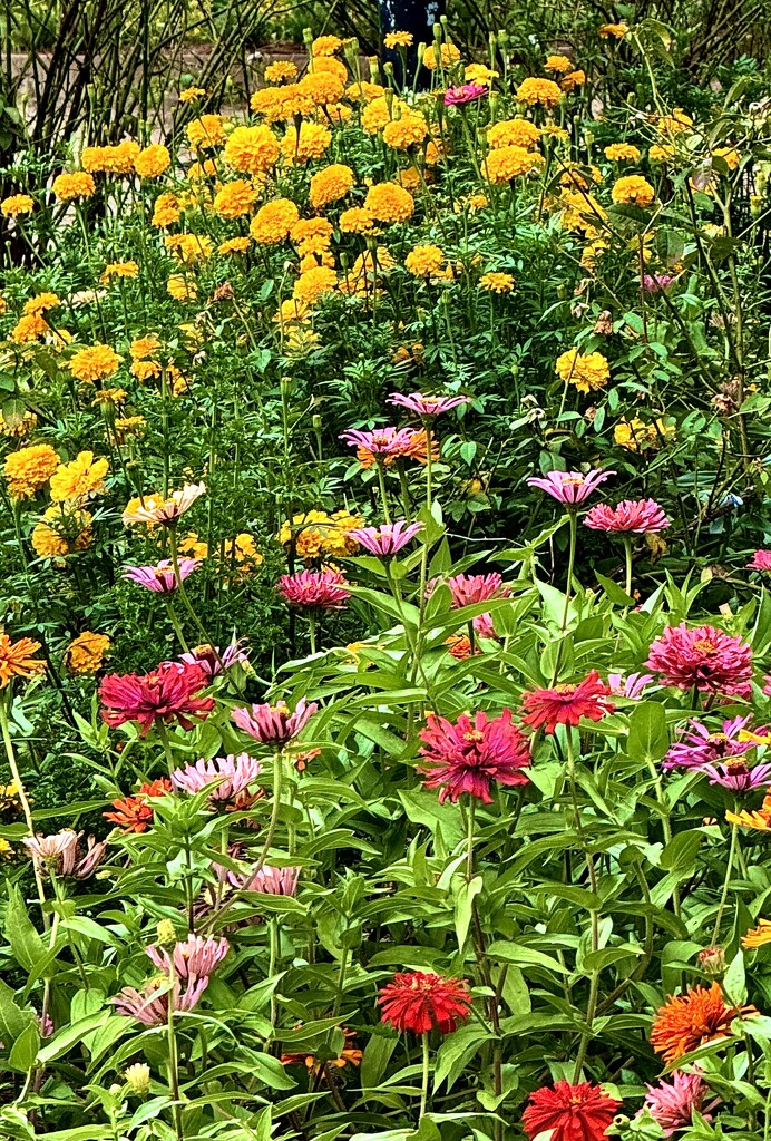 Summer flower abundance by congaree