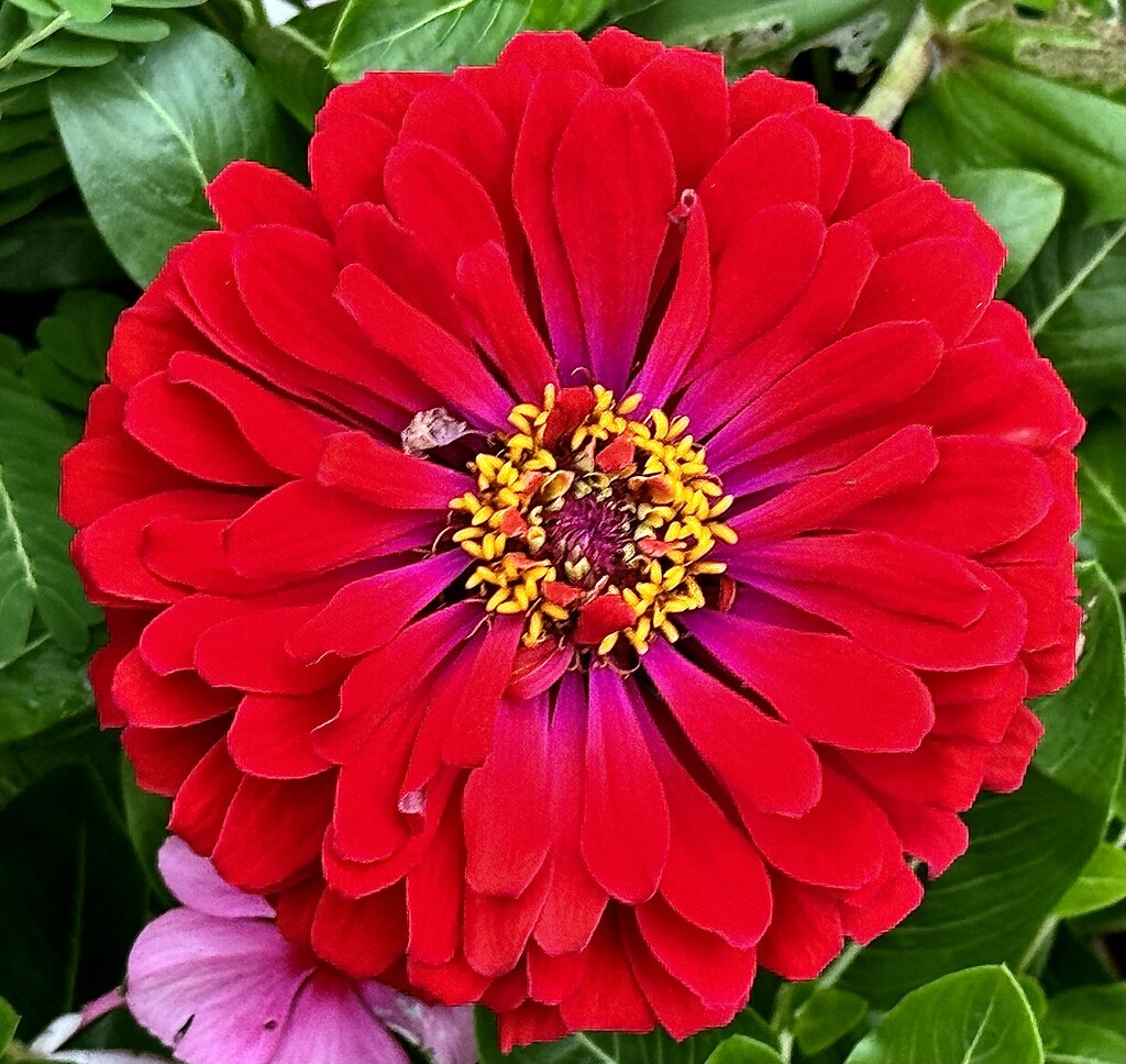 Magnificent zinnia by congaree