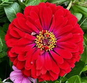 8th Aug 2024 - Magnificent zinnia