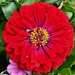 Magnificent zinnia by congaree