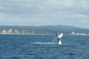 7th Aug 2024 - Whale Tails