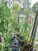 7th Aug 2024 - Waiting for the water hens… i can hear them