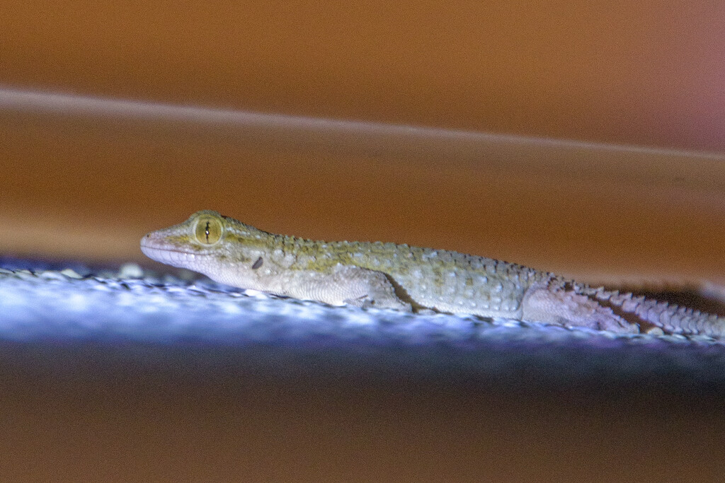 A Gecko by augusto