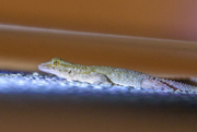 5th Aug 2024 - A Gecko