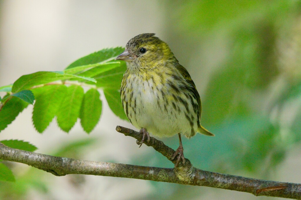 SISKIN by markp