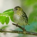 SISKIN by markp