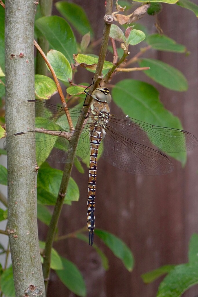 COMMON HAWKER by markp