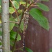 COMMON HAWKER