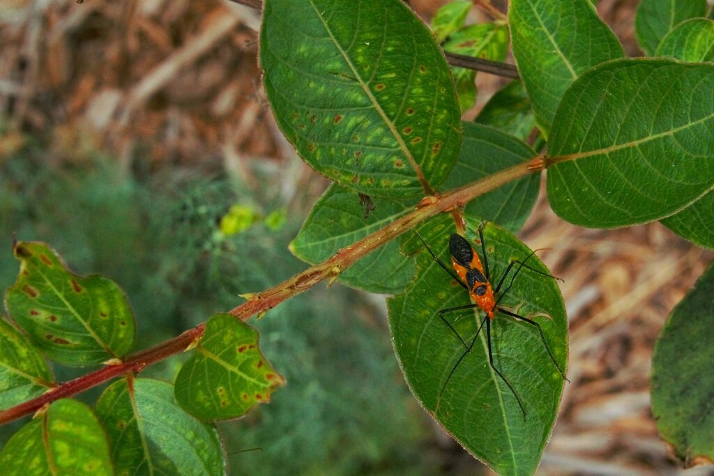 Assassin Bug by photohoot