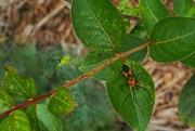 7th Aug 2024 - Assassin Bug