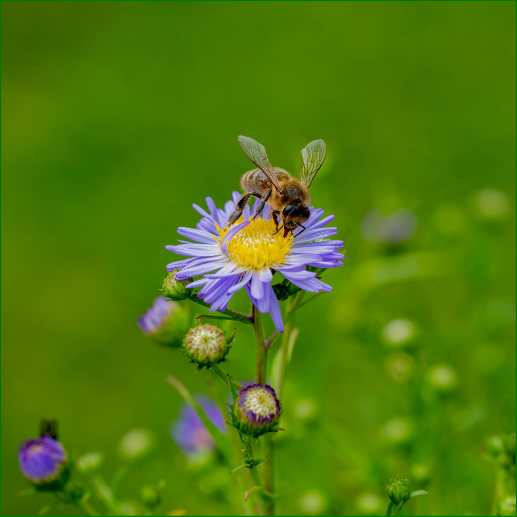 Garen - Michaelmss Daisy by clifford