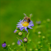 7th Aug 2024 - Garen - Michaelmss Daisy