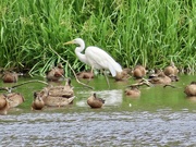 7th Aug 2024 - Strutting his stuff