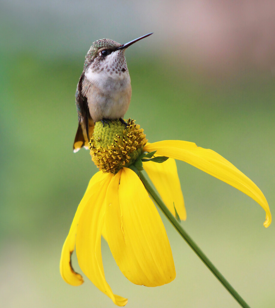 Resting Hummingbird by paintdipper