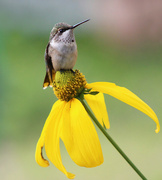 7th Aug 2024 - Resting Hummingbird