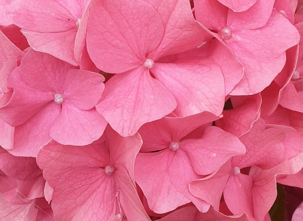 Pink Hydrangea  by grace55