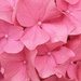 Pink Hydrangea  by grace55