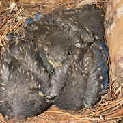 7th Aug 2024 - Bluebird babies