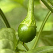 6th Aug 2024 - Wouldn't You Like To Be A Pepper, 2?