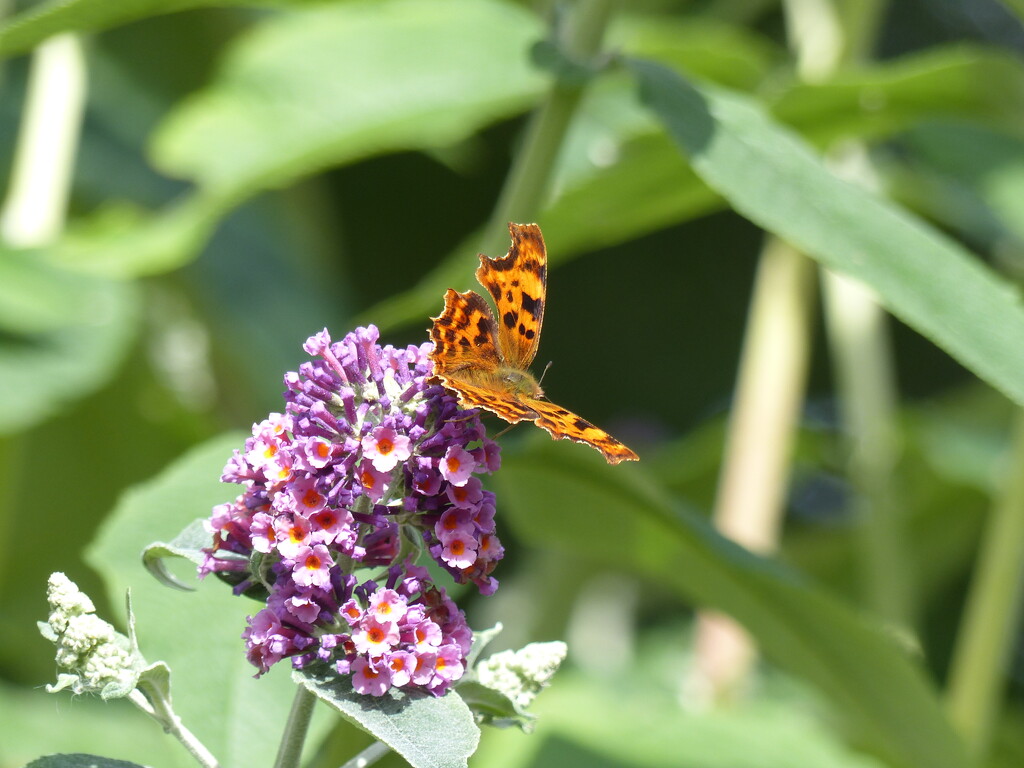 Comma on Buddleia by susiemc