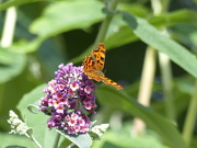 4th Aug 2024 - Comma on Buddleia