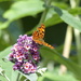 Comma on Buddleia