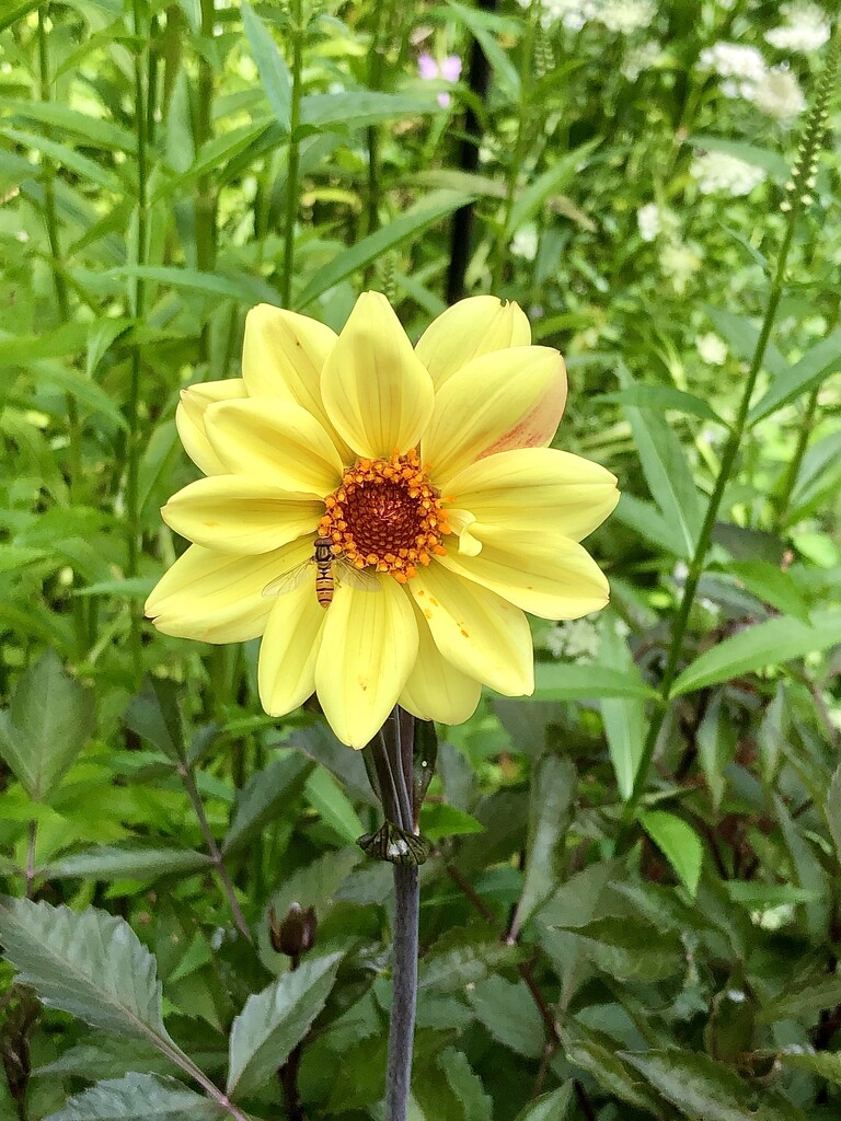 Dahlia (Duke of York) with Photo Bomber by susiemc