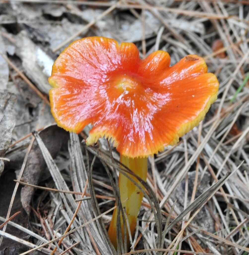 Waxcaps  by sunnygreenwood