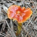 Waxcaps  by sunnygreenwood