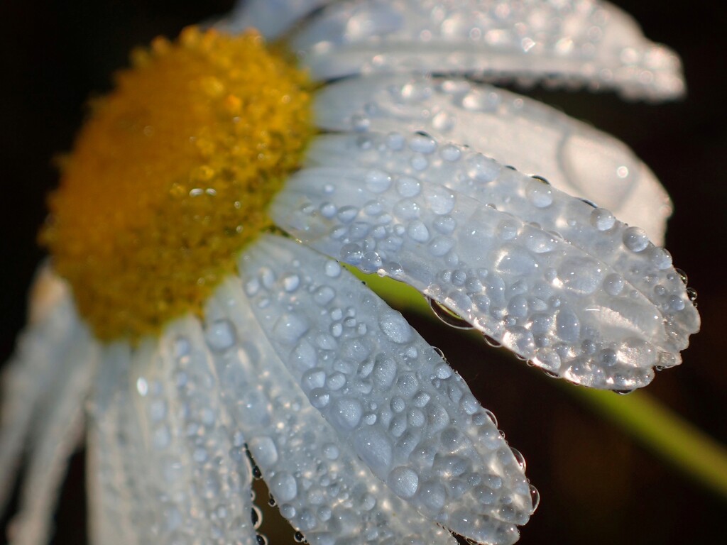 Chamomile by mattjcuk