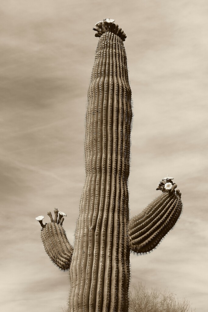 saguaro blooms by blueberry1222