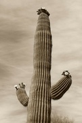 7th Aug 2024 - saguaro blooms