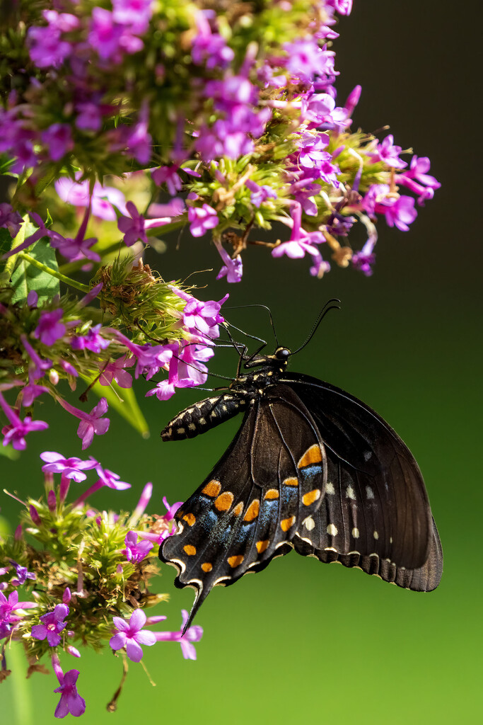 Spicebush Swallowtail by kvphoto