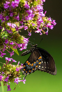 7th Aug 2024 - Spicebush Swallowtail