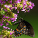 Spicebush Swallowtail by kvphoto