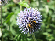 7th Aug 2024 - Busy bee! 