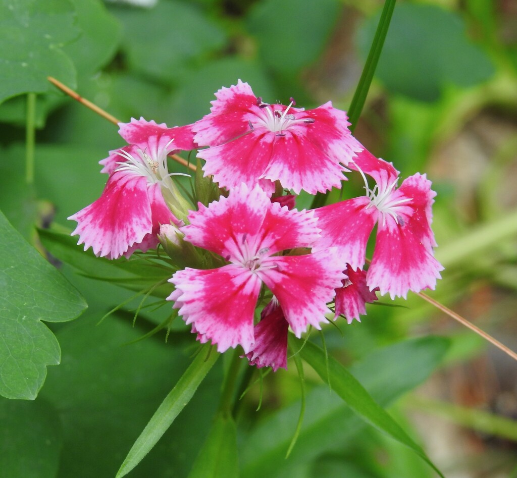 Dianthus, Sweet William by sunnygreenwood